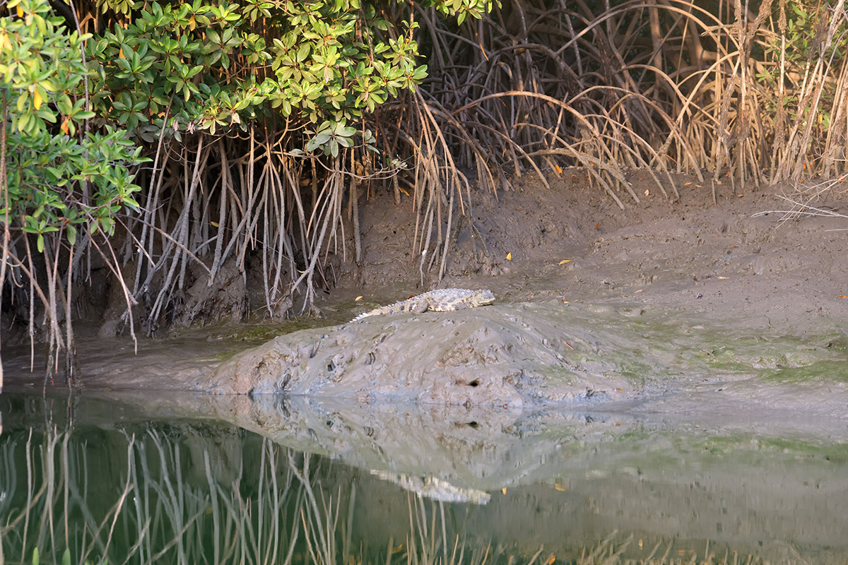 West-Africa Crocodile